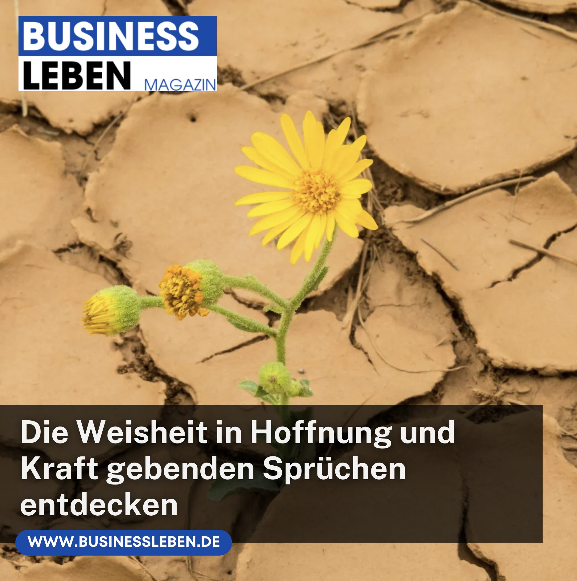 Die Weisheit in Hoffnung und Kraft gebenden Sprüchen entdecken