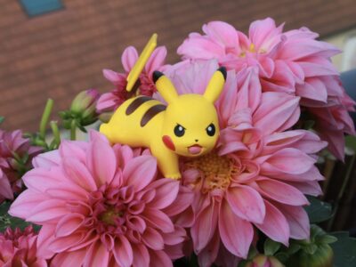 Pokémon Karten Wert ermitteln