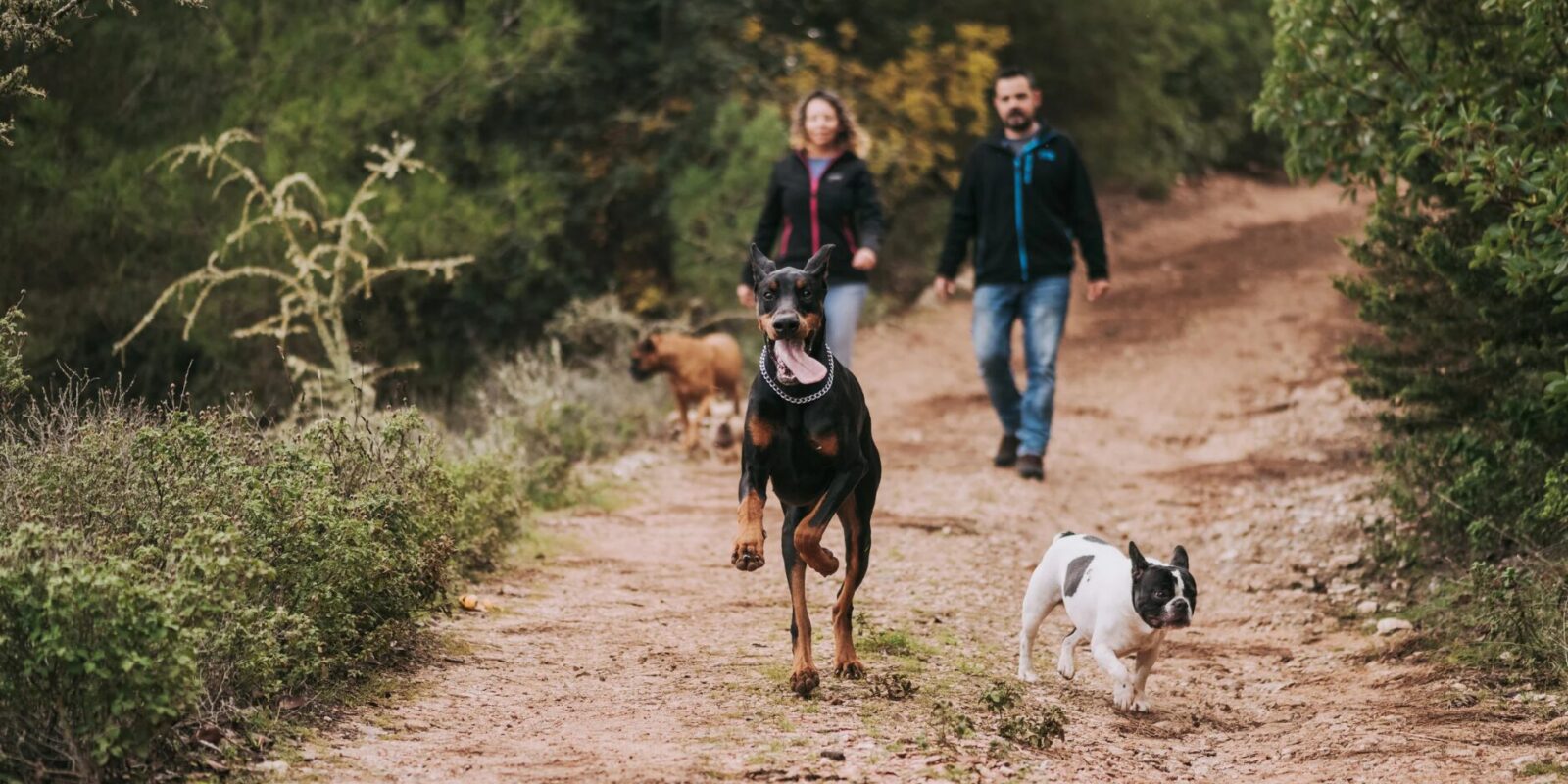Hundehaftpflicht steuerlich absetzbar Die Steuererklärung für Hundehalter