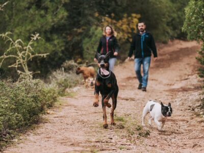 Hundehaftpflicht steuerlich absetzbar Die Steuererklärung für Hundehalter