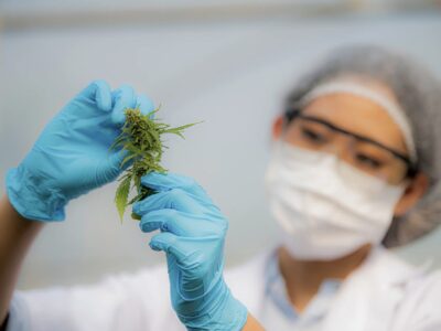 Medizinisches Cannabis