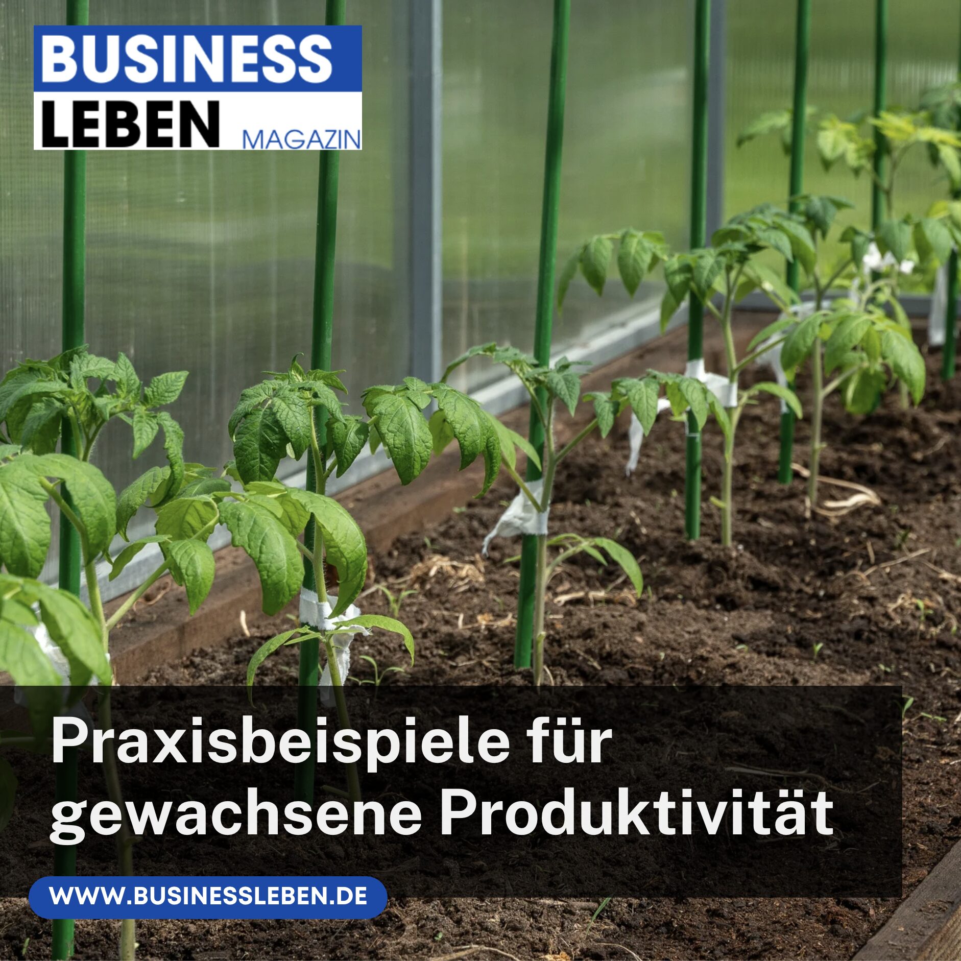 Praxisbeispiele für gewachsene Produktivität Gewächshaus